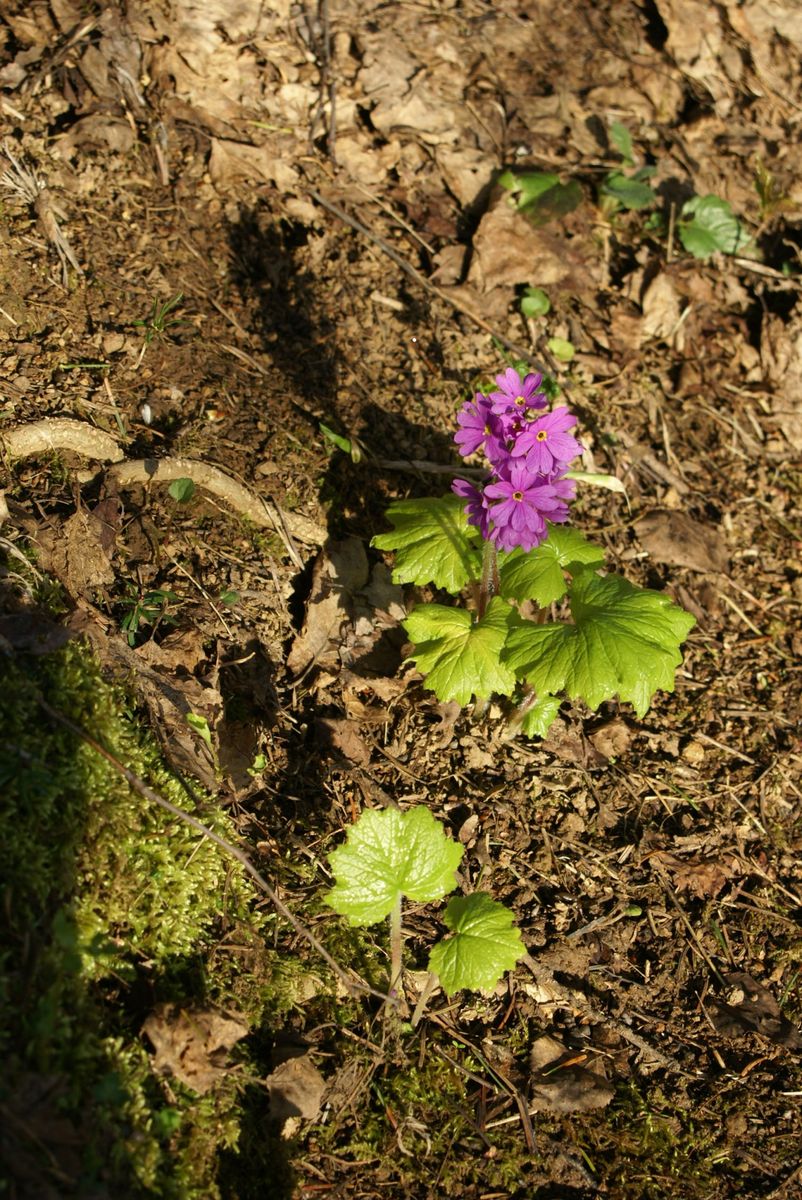 春の山野草ｴﾘｱその２