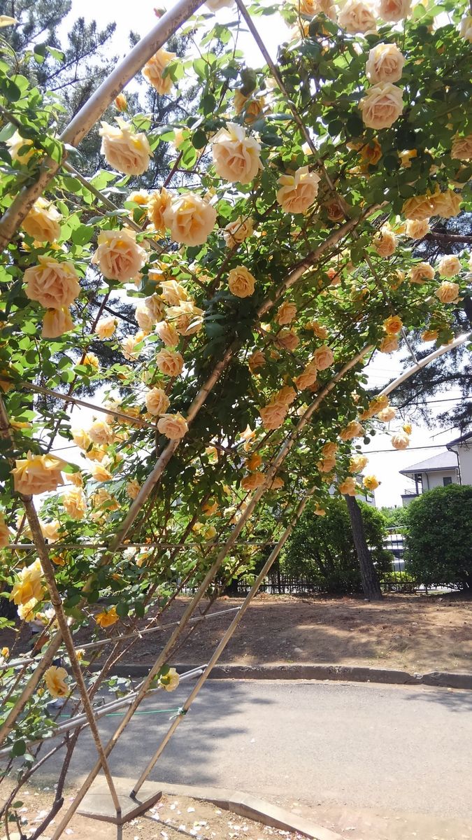 昨日は、バラ園まつり