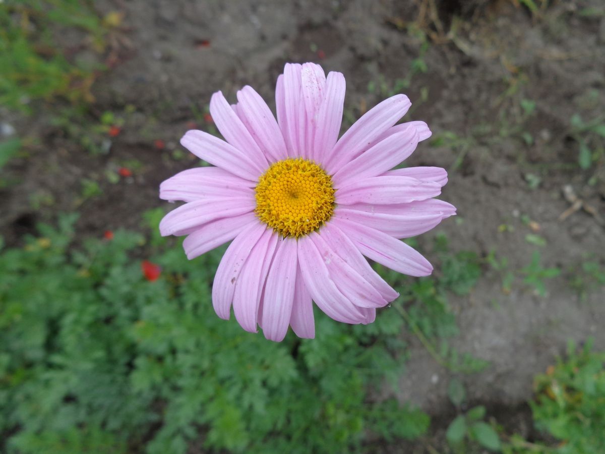 除虫菊が咲きました