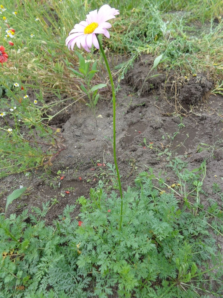 除虫菊が咲きました