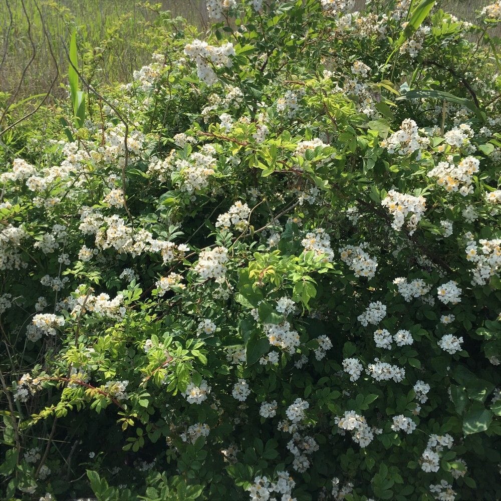 花が無いと分からない