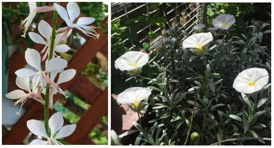 家の花～白い花