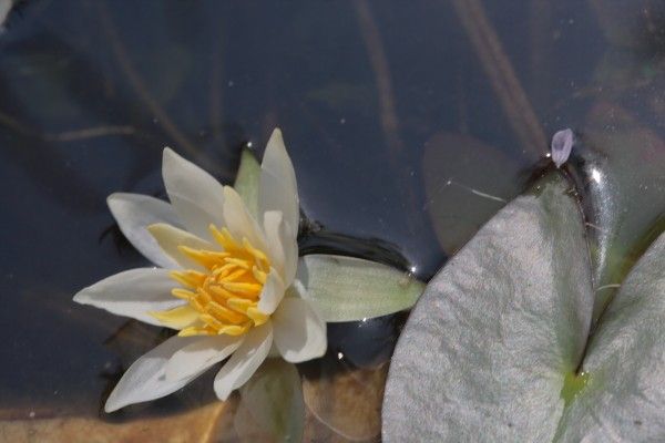 水生植物に花が咲き始めています