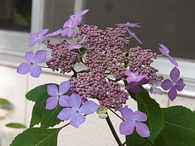 山紫陽花の季節