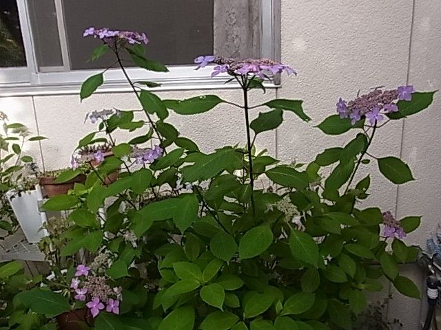 山紫陽花の季節