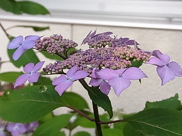 山紫陽花の季節