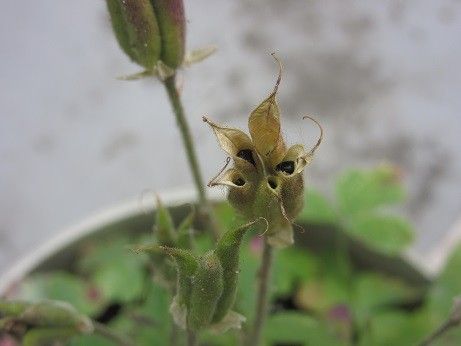 サンショウバラが咲きました。