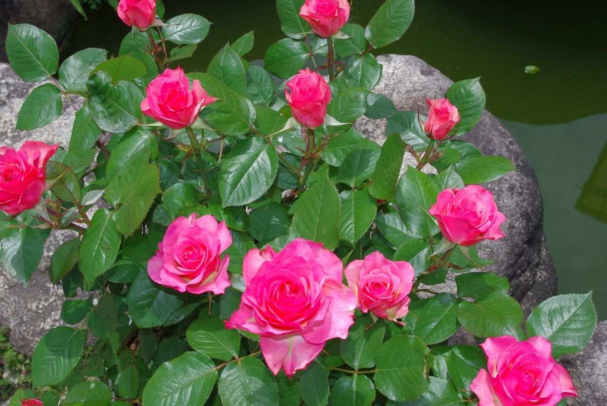 名も無き・・・ミニ薔薇　2016年　春