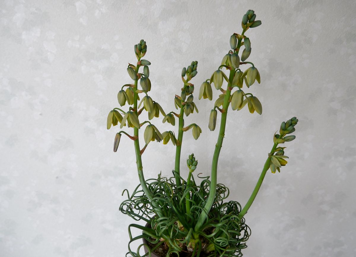 Albuca spiralis &#039;Frizzle Sizzle&#03...