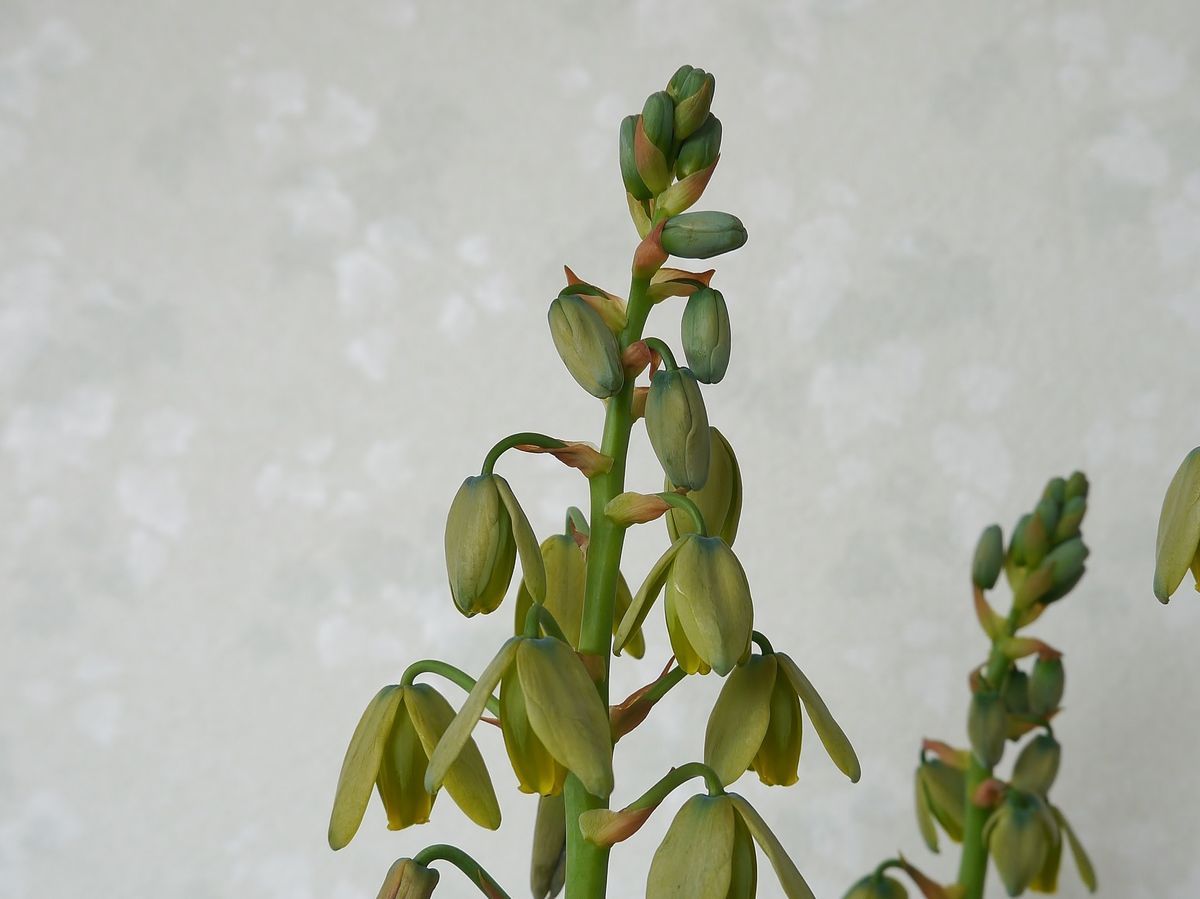 Albuca spiralis &#039;Frizzle Sizzle&#03...