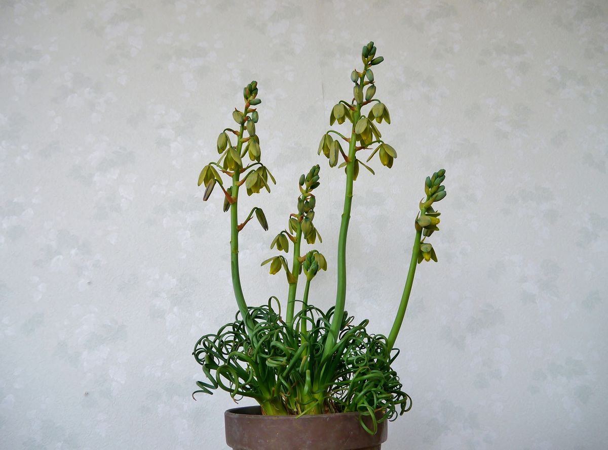 Albuca spiralis 'Frizzle Sizzle'