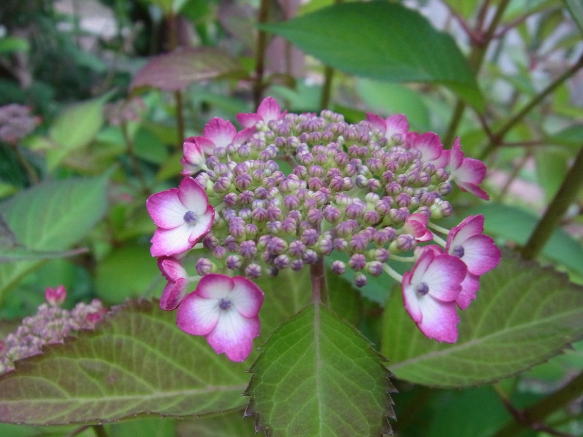 白と赤のお花