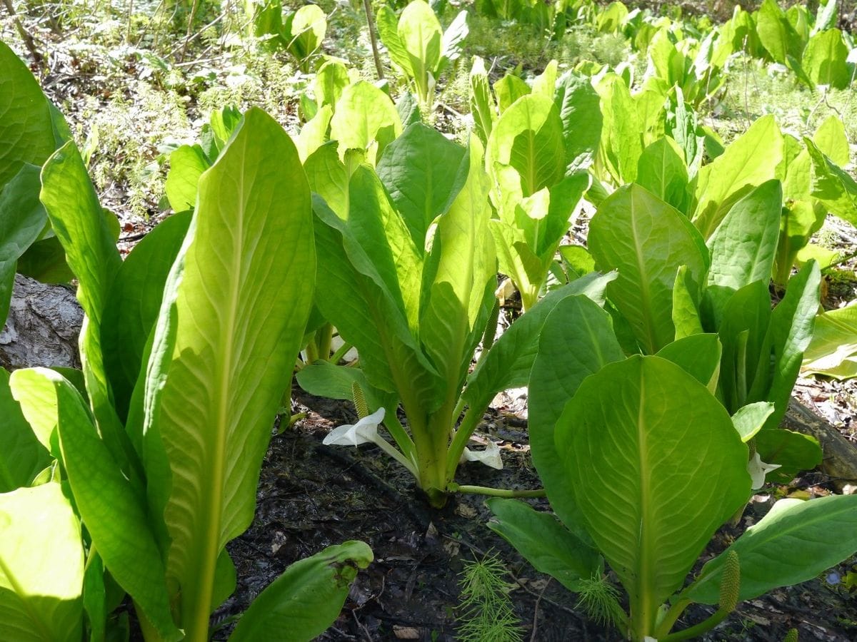 高山植物を観賞する（１）