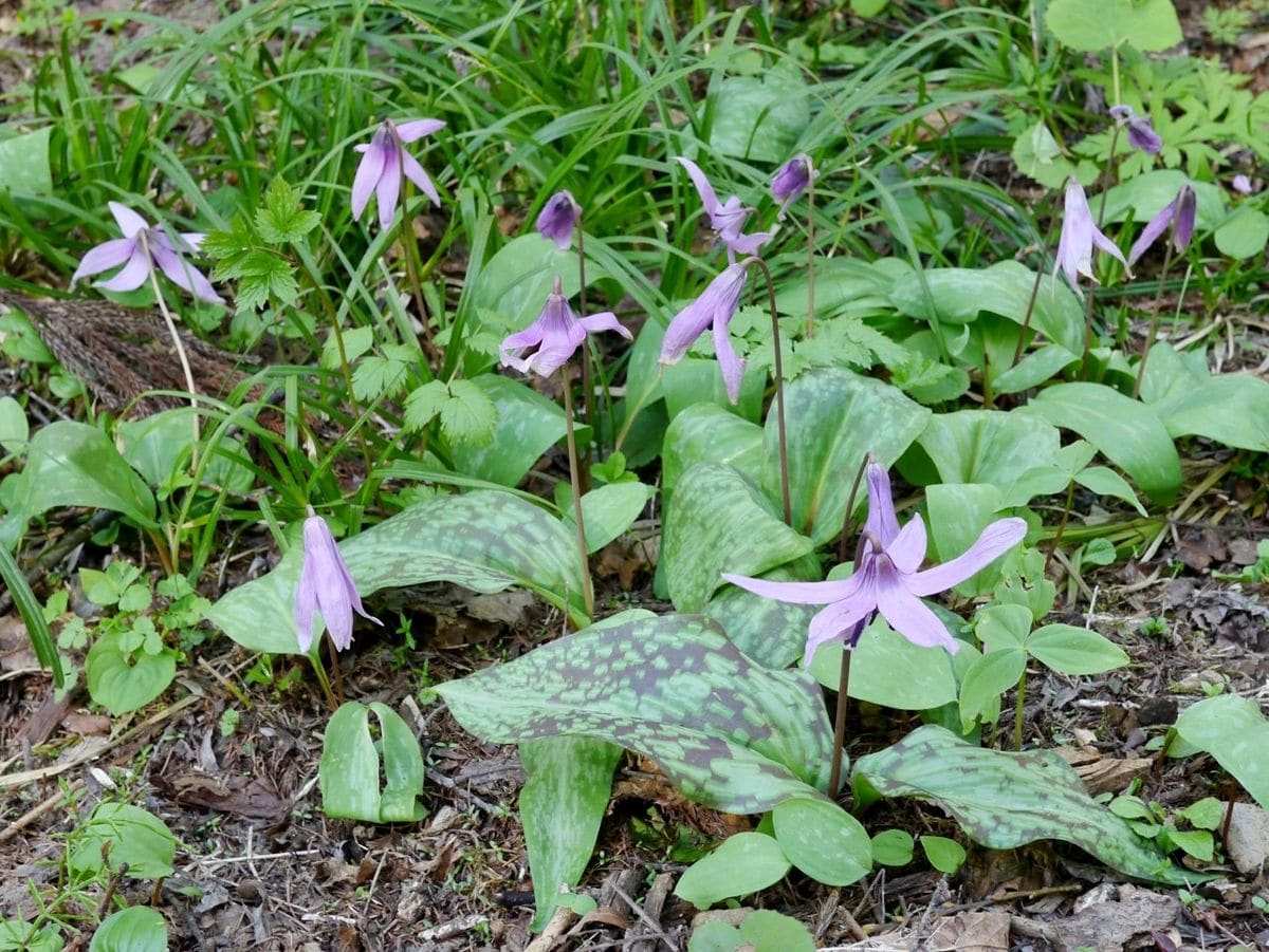 高山植物を観賞する（１）