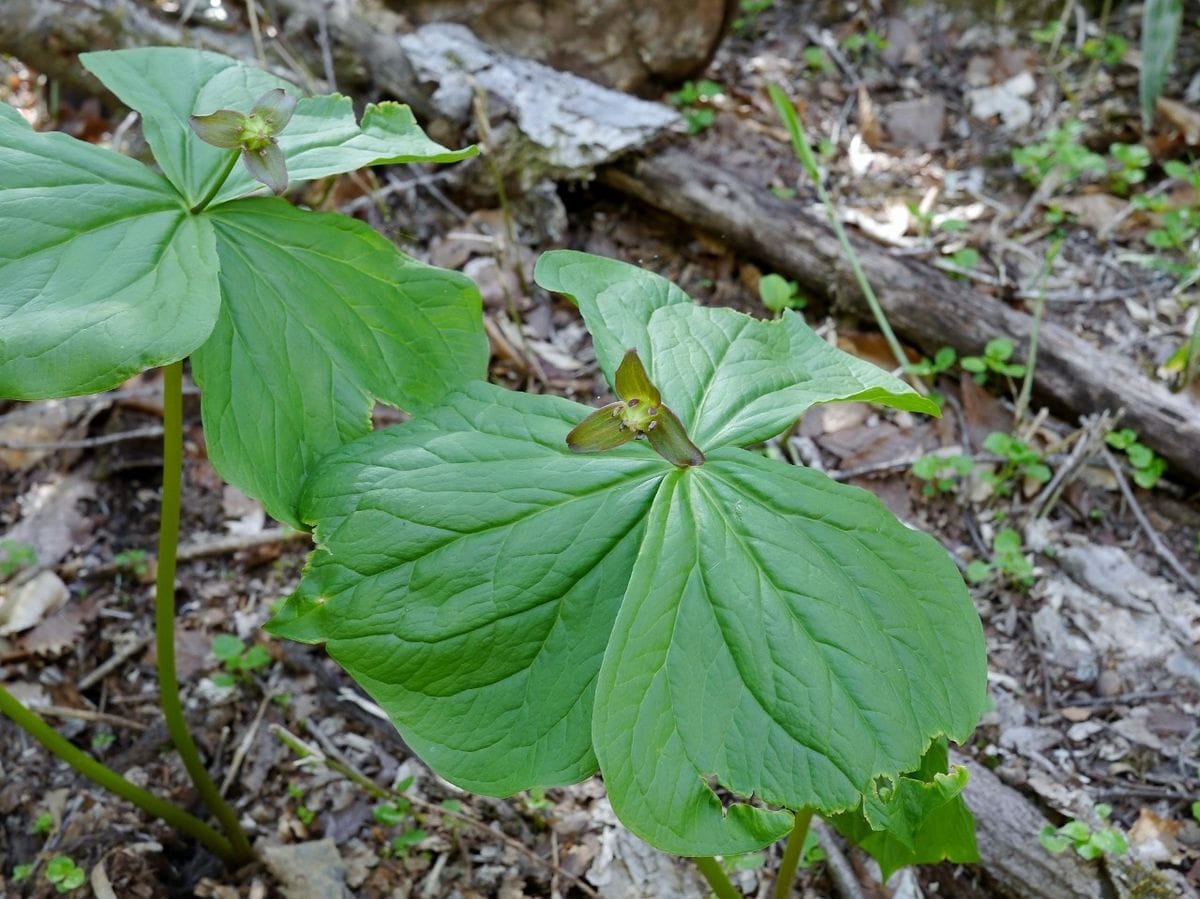 高山植物を観賞する（２）