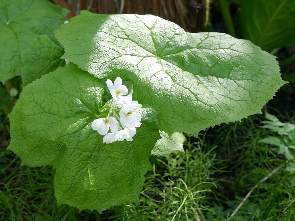 高山植物を観賞する（３）