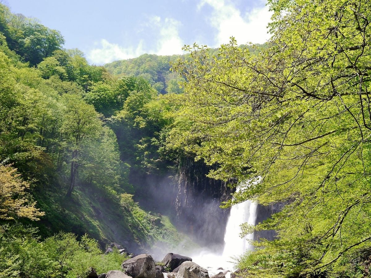 高山植物を観賞する（４）