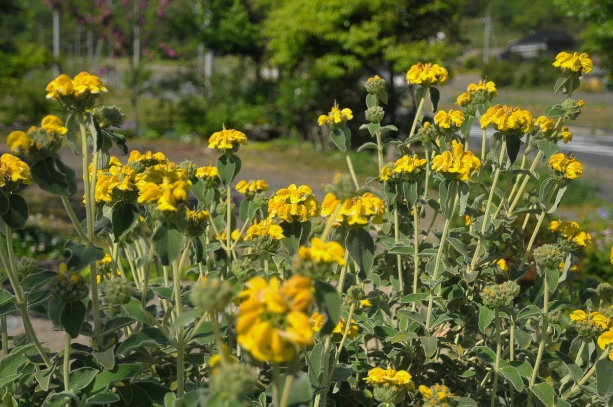 花の名前教えてください