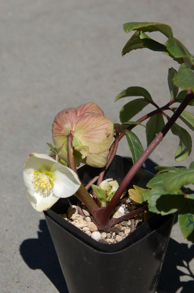 ニゲル交配の花