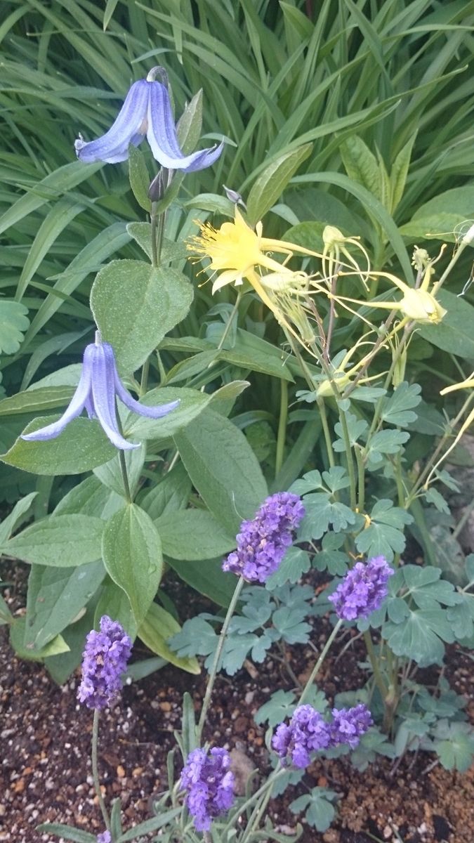 変わった花の西洋オダマキ