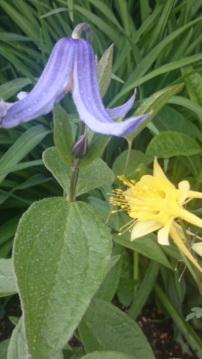 変わった花の西洋オダマキ