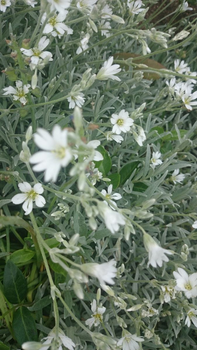 変わった花の西洋オダマキ