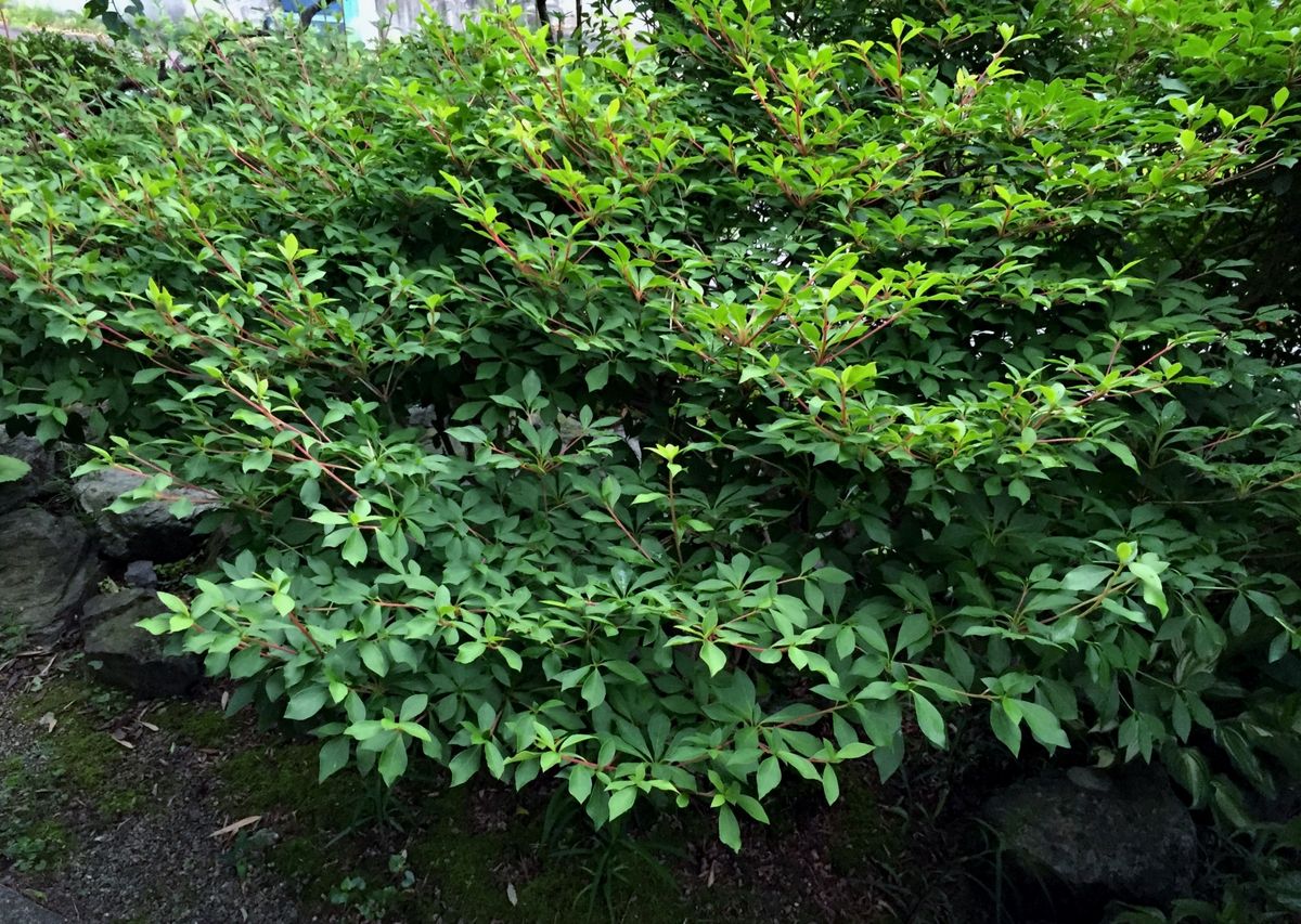 満天星躑躅（どうだんつつじ）の剪定と皐月の虫退治