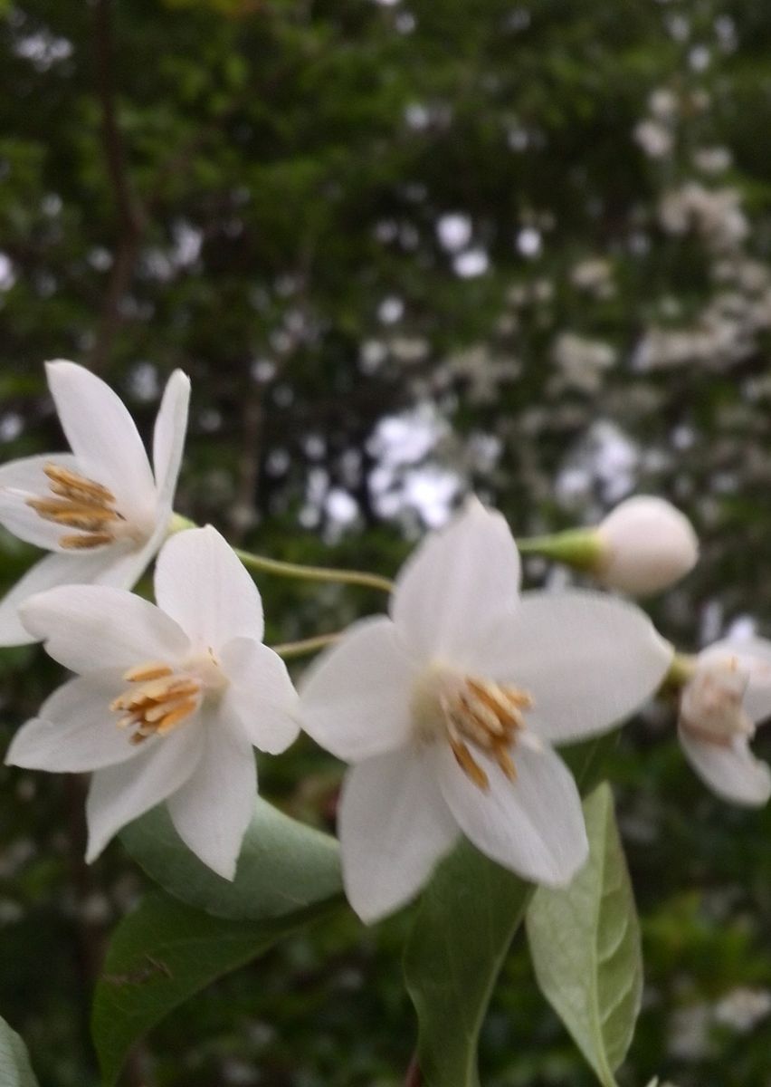 この花は？何？