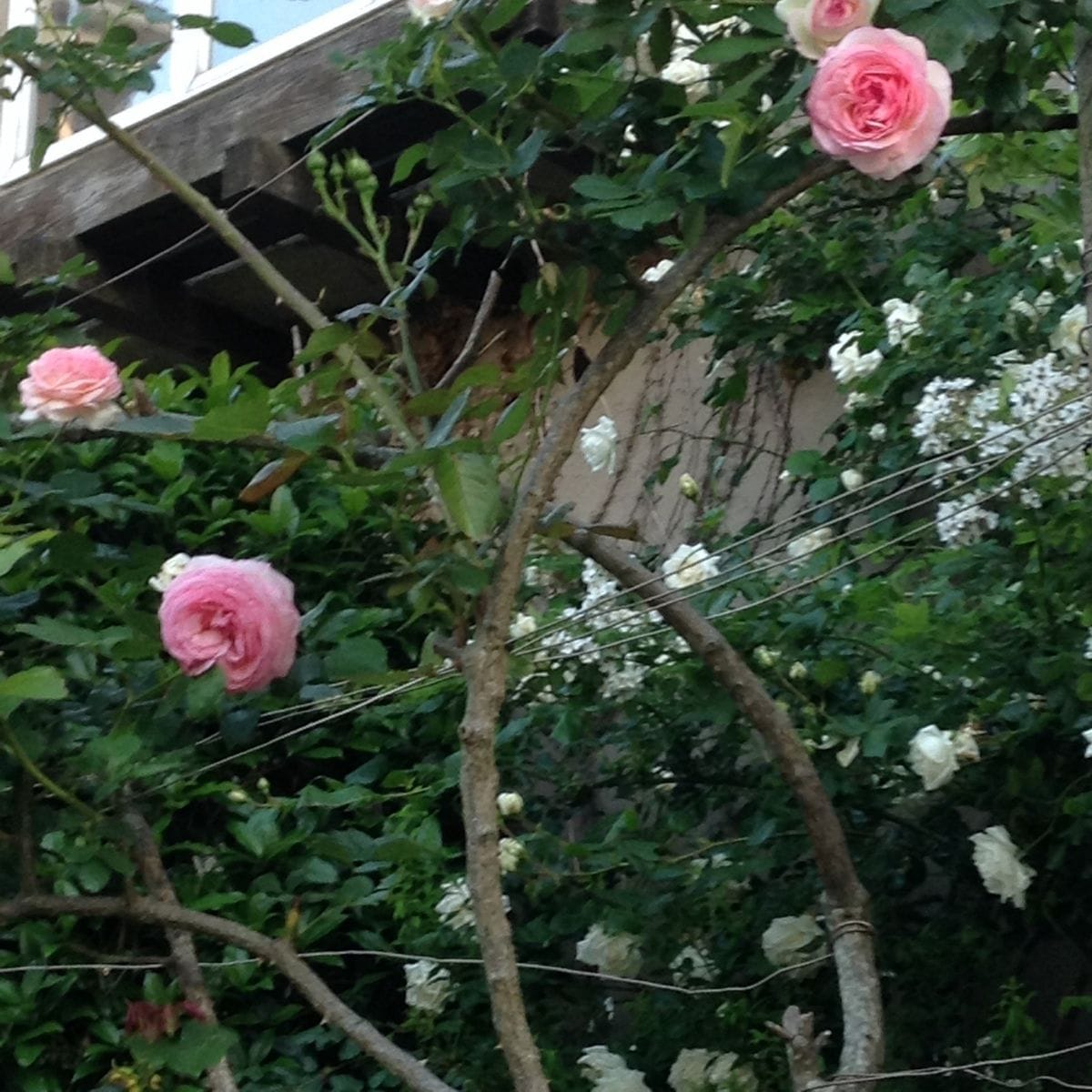 よそ様の薔薇が綺麗です！    お家の方∑(ﾟДﾟ)