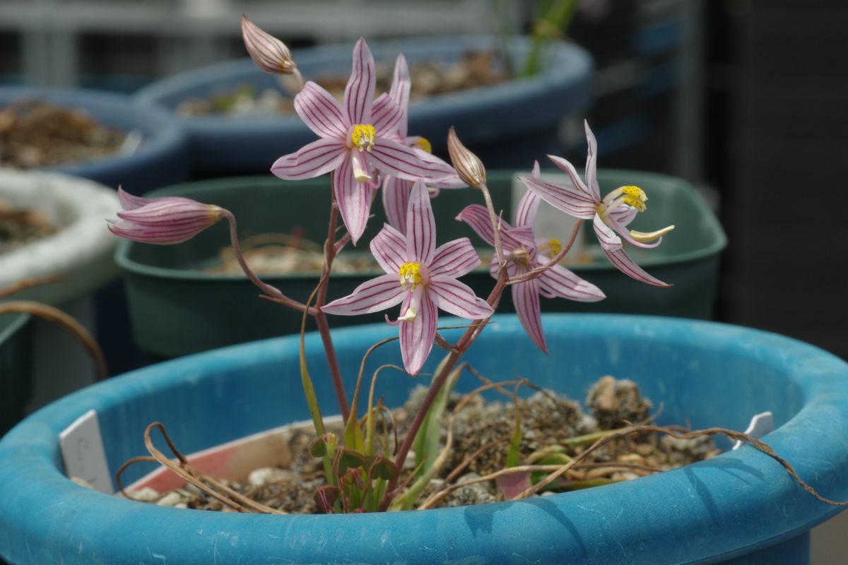 ちょっとレアな球根植物2種 園芸日記by長岡 求 みんなの趣味の園芸