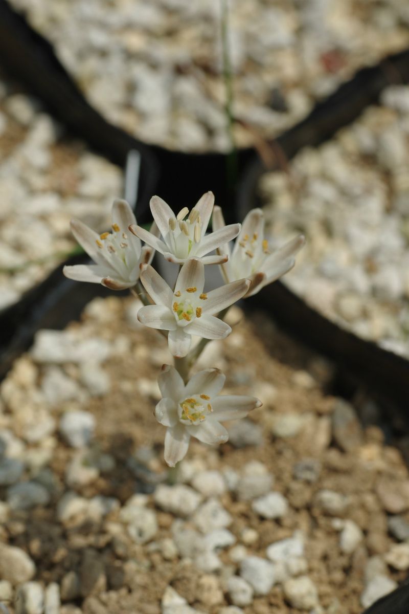 ちょっとレアな球根植物2種