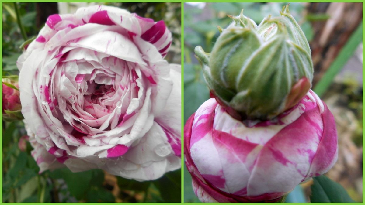 今日の薔薇(^^♪①　花の中に蕾が！