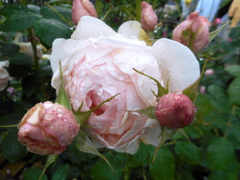 今日の薔薇(^^♪①　花の中に蕾が！