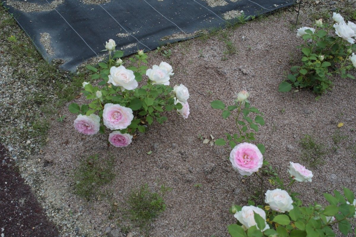 花フェスタ記念公園オフ会・余談