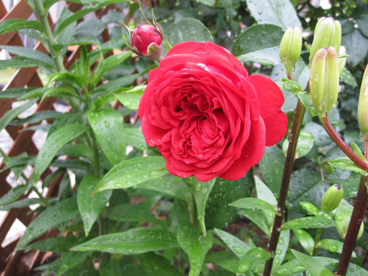 今日の薔薇（夢想・クリーミーエデン・ジークフリート）