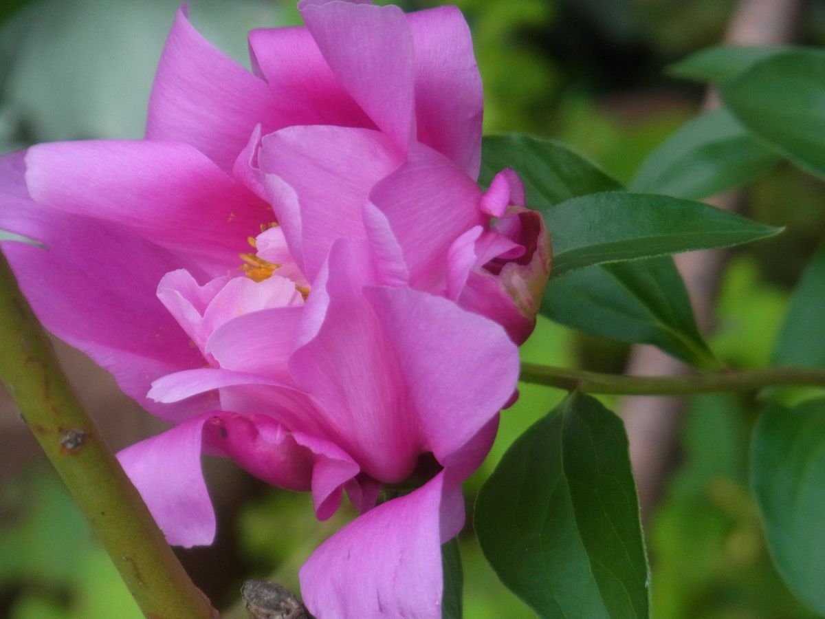 ショッキングピンクのお花