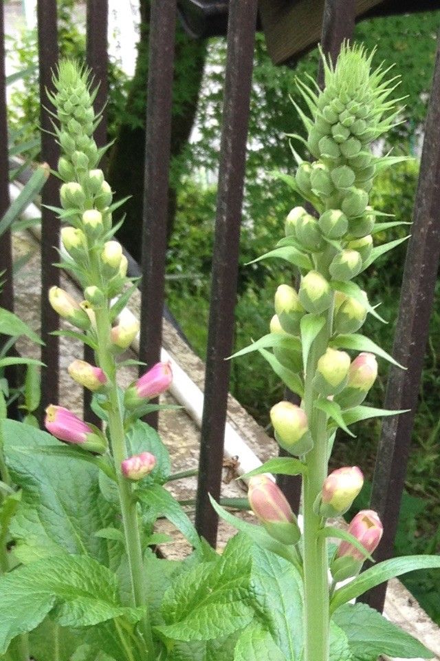 花はこれからの期待のジキタリス