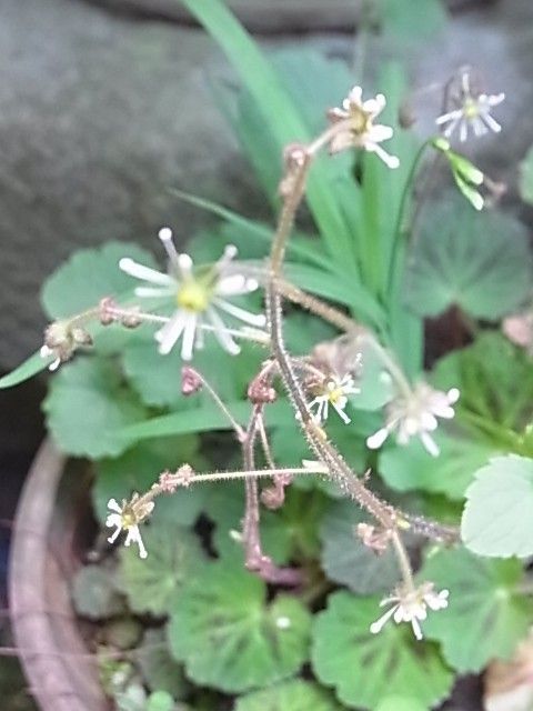 ユキノシタ ２種類 写真2枚目 ゆきこさんの日記 みんなの趣味の園芸16 05 18