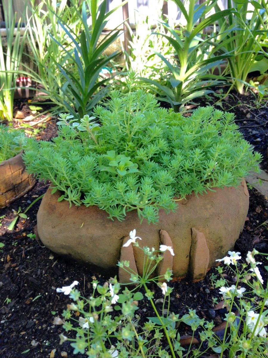 セダムの森♪