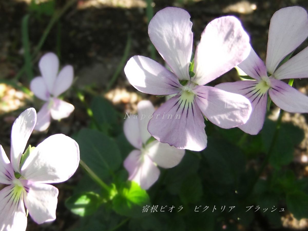 宿根ビオラ