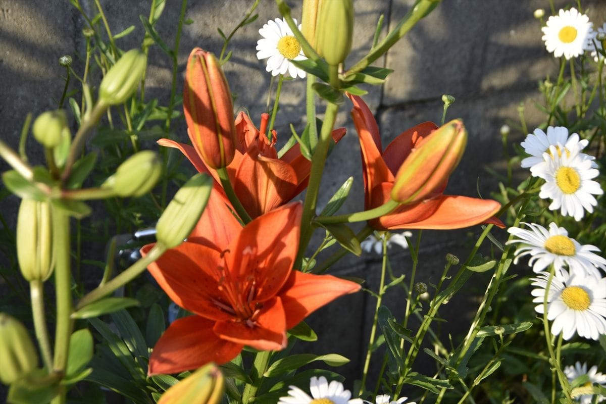 庭の隅っこに植えた花