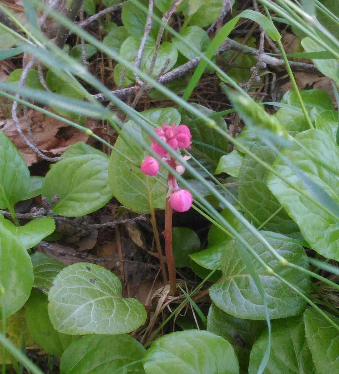 山野草の名前を教えてください