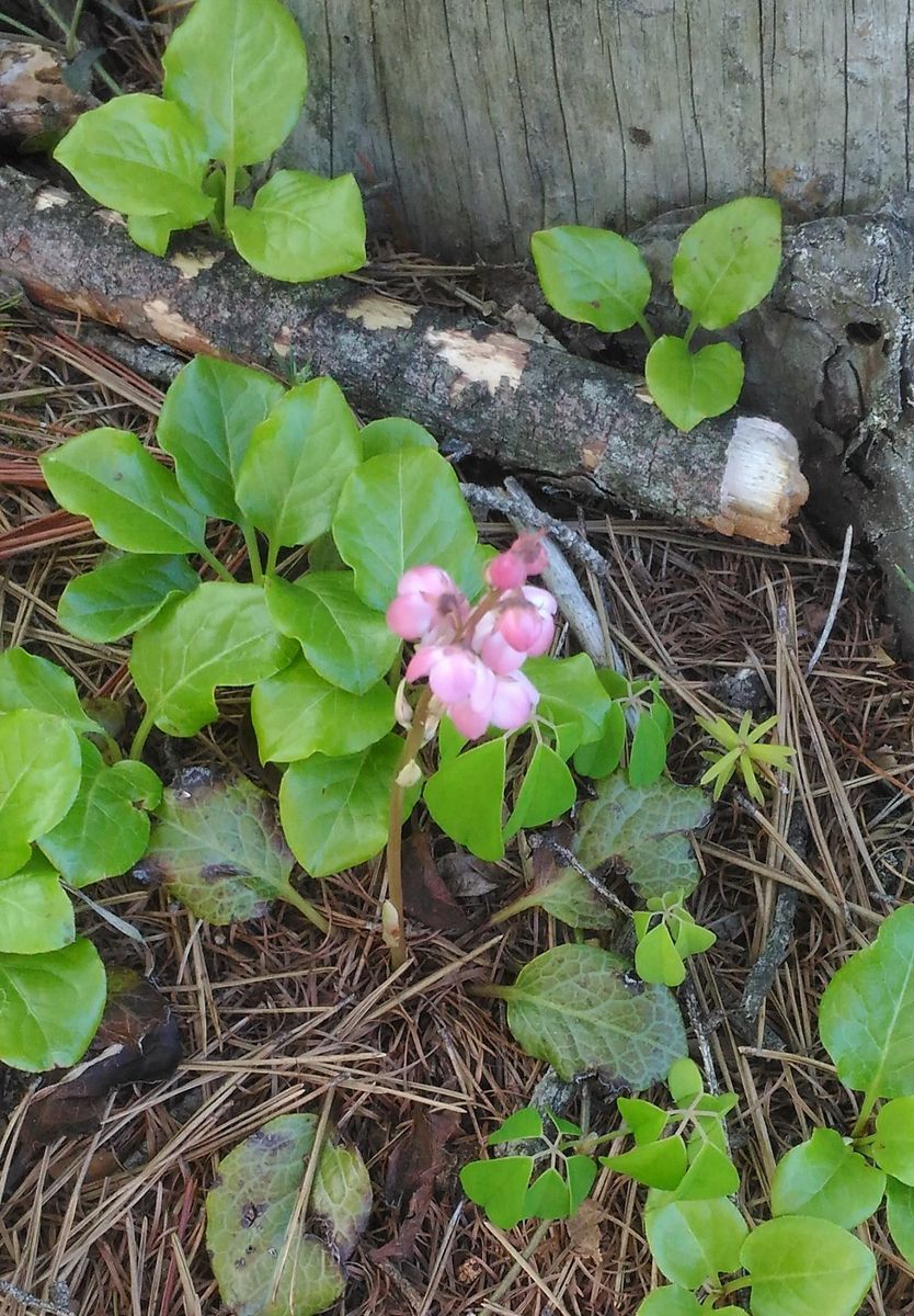 山野草の名前を教えてください