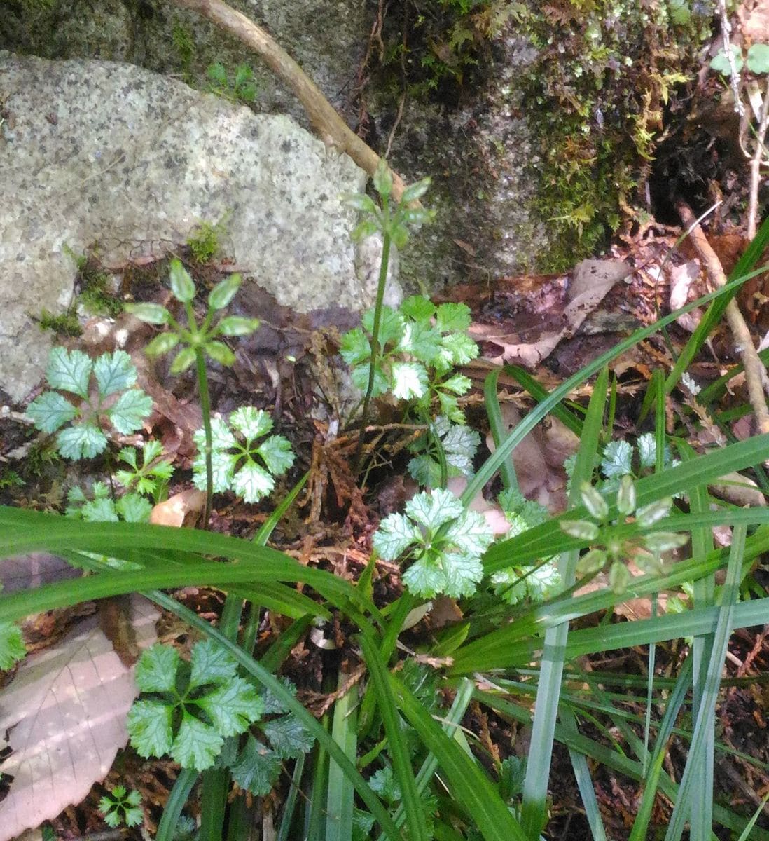 山野草の名前を教えてください