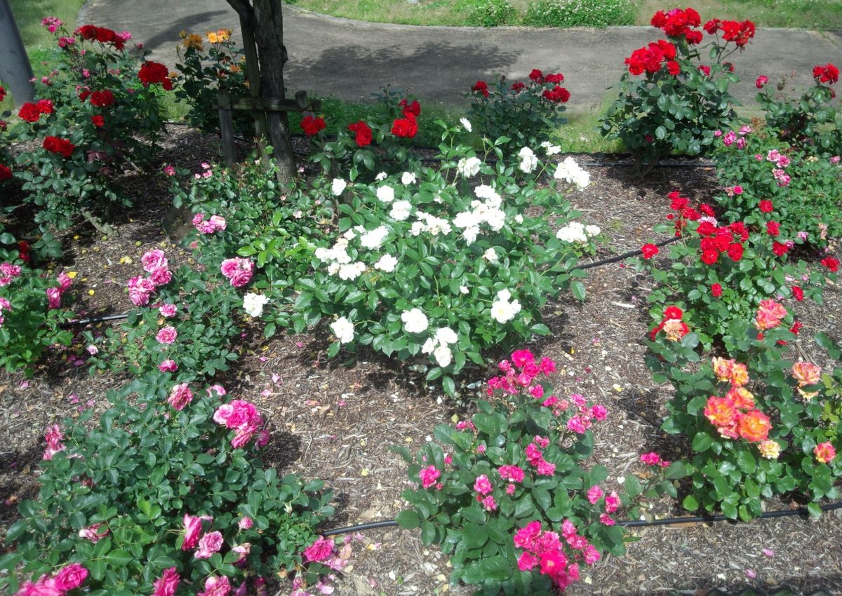 病院の薔薇と女神Ⅱ