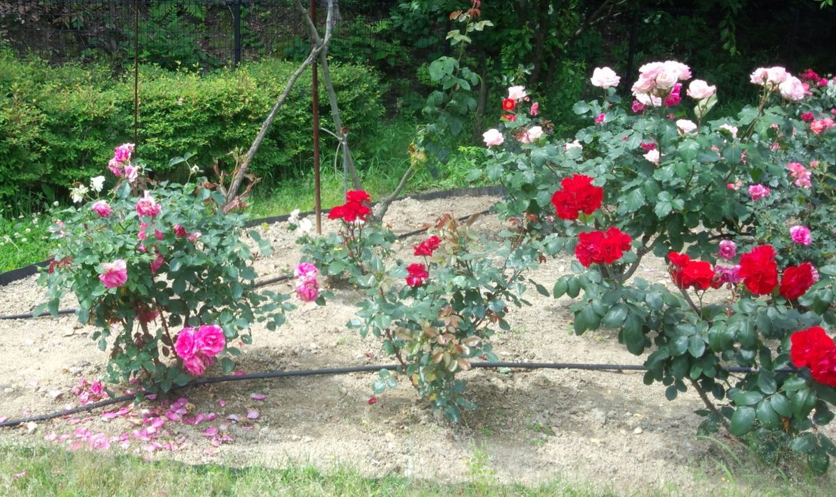 病院の薔薇と女神Ⅱ