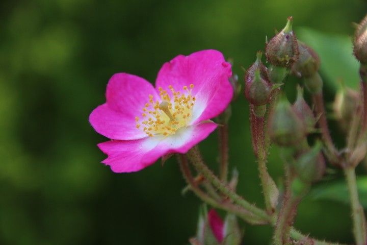 花盛り②