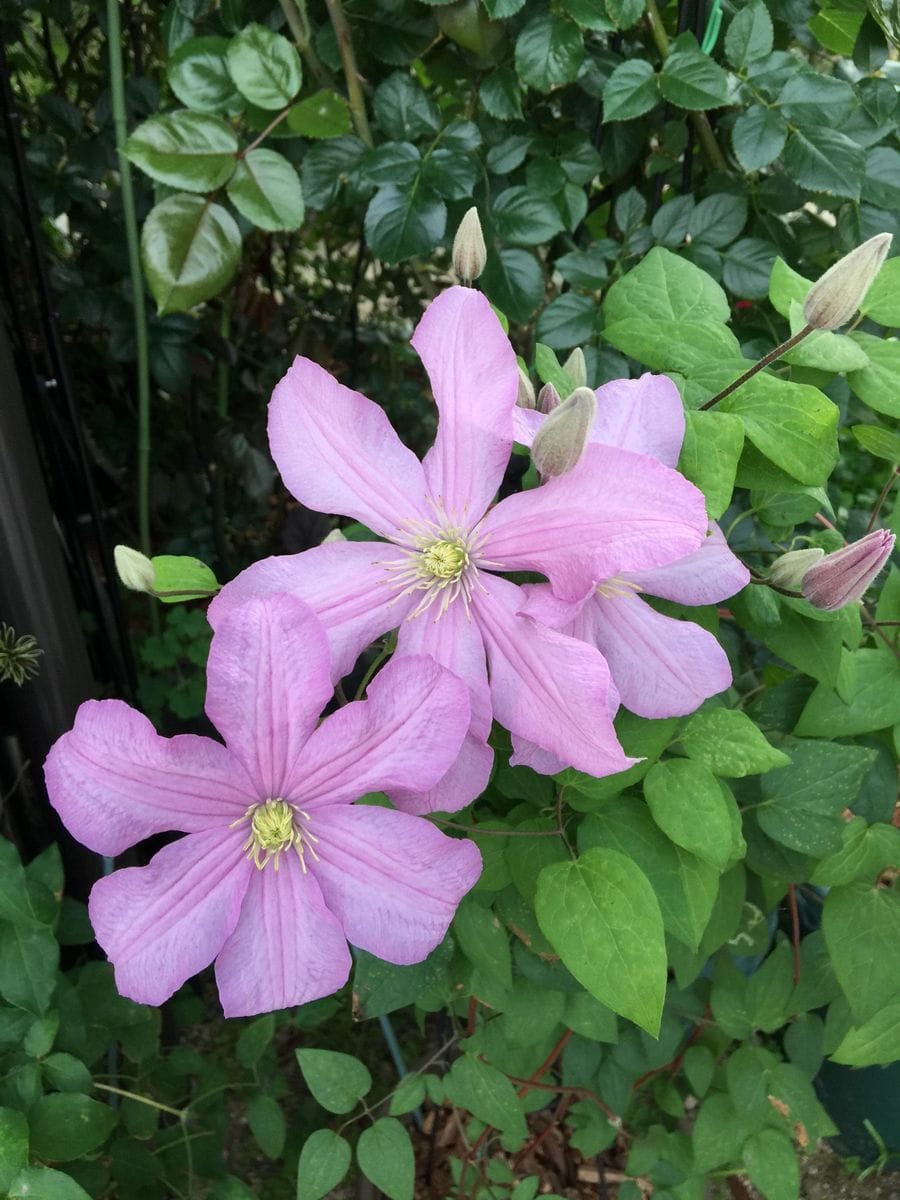 今日の花