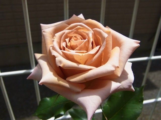 日本のバラ