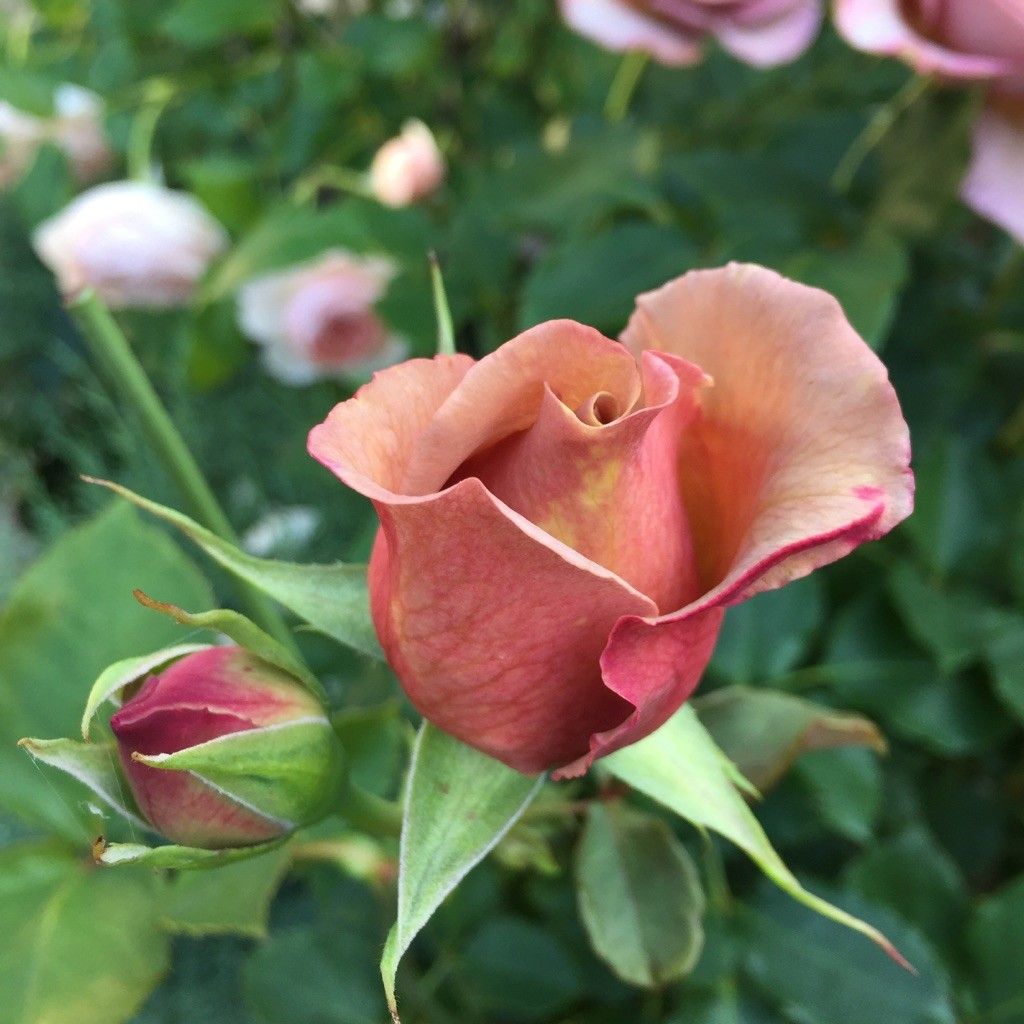 今日のお蕾さま♪